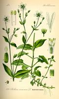 stellaria spp.